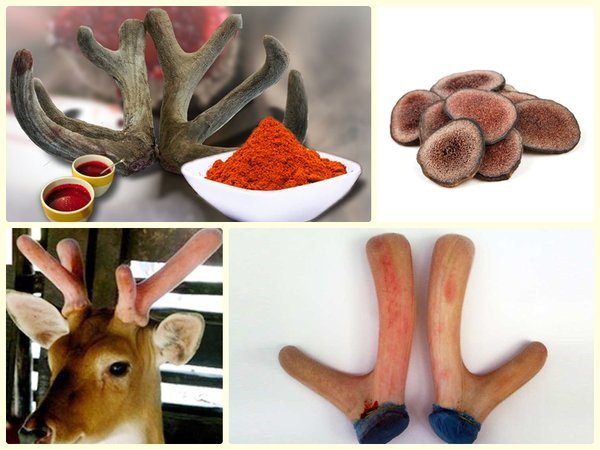 Nhung Hươu Có Tác Dụng Gì?